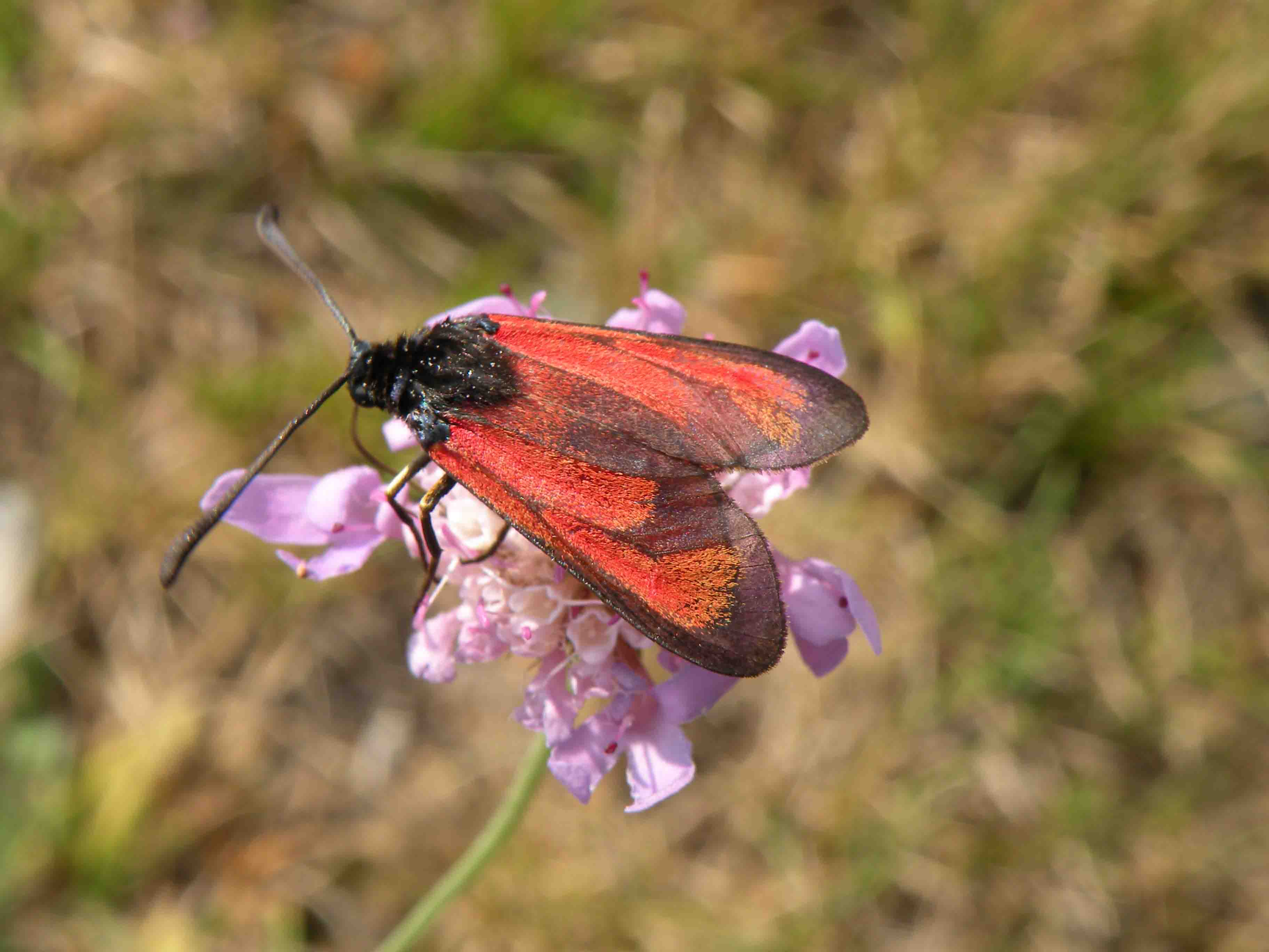 Aiuto identificazione falena - Zygaena erythrus